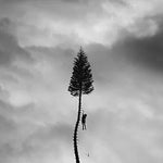The Moth - Manchester Orchestra album art