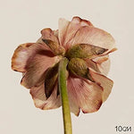 Storage - 10cm (십센치) album art