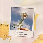Flowe Seed (꽃씨) - Zamgolbers (잠골버스) album art