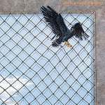 You're Driving Me Out of My Mind - Little River Band album art