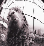 Vs. (Full Album) - Pearl Jam album art